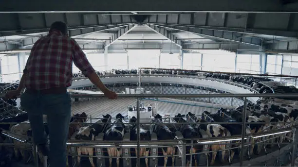 Photo of Back view farmer checking milking system on automated modern dairy farm.