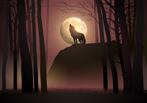 Wolf howling during full moon, vector illustration