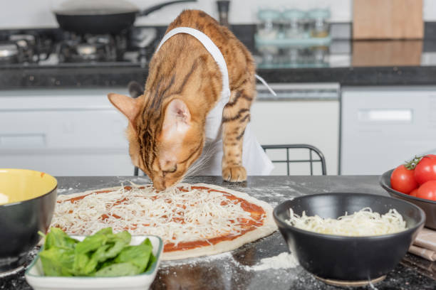 istock A cat dressed as a chef prepares pizza in the kitchen. 1423116693