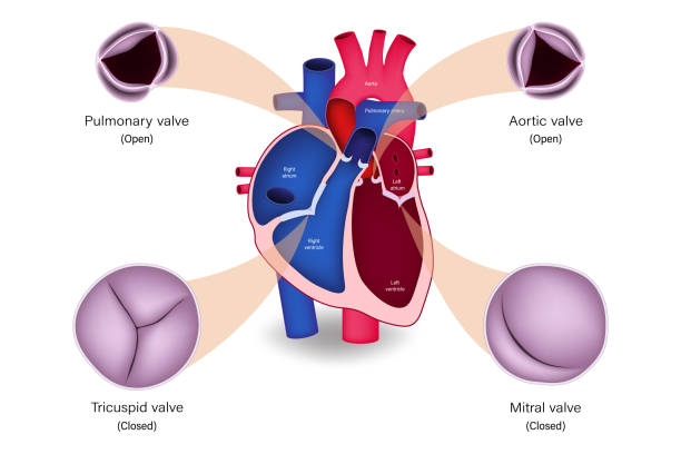 illustrations, cliparts, dessins animés et icônes de anatomie des valves cardiaques humaines. systole. valve pulmonaire, valve aortique, valve tricuspide et valve mitrale. - valvule cardiaque