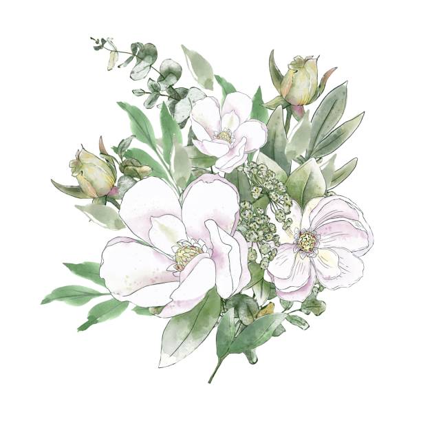 ilustrações, clipart, desenhos animados e ícones de aquarela composição botânica de flores brancas. rosas, magnólies e botões com vegetação. - bouquet rose peony rosé