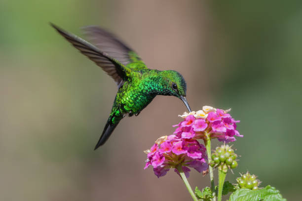 Panama Iridescent Green Hummingbird