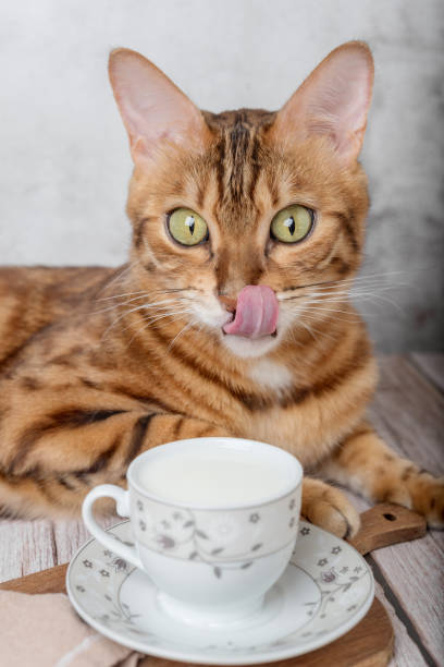 beautiful bengal cat next to a cup of milk on the table. - domestic cat towel pets animal imagens e fotografias de stock