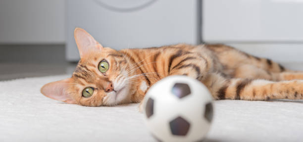 istock Bengal cat plays with a ball on the floor. 1423119107