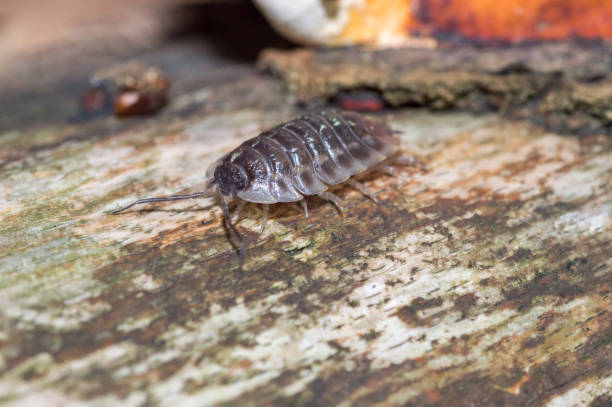 istock Closeup on Oniscus asellus, the common woodlouse. 1423119912