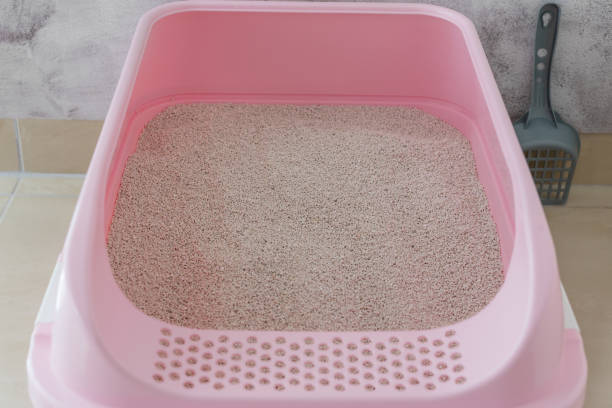 istock Clumping cat litter in the cat litter box. 1423120572