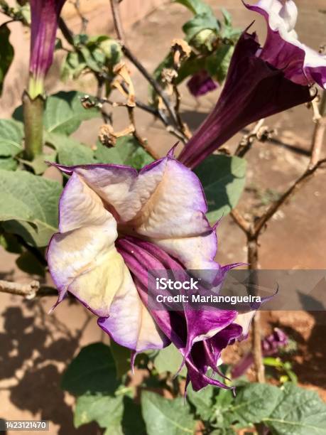 Datura Metel Or Purple Trumpet Stock Photo - Download Image Now - Angel's Trumpet - Flower, Beauty, Beauty In Nature