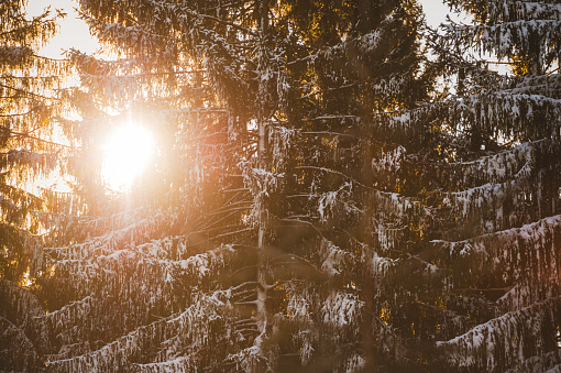 Dreamlike winter sunset with beautiful shadow play of trees. Alps, Bavaria, Germany.