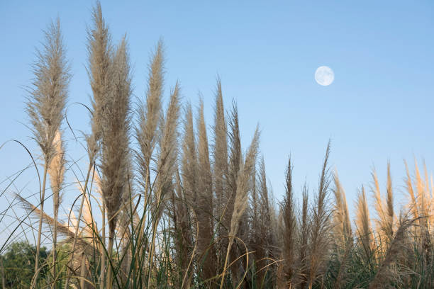 The moon rises behind the lush reeds