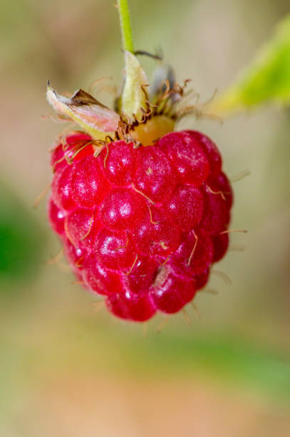 istock Macro photo of wild raspberry. 1423121879