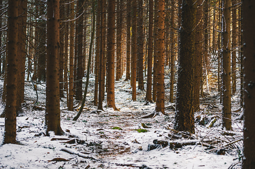 Beautiful snow mountains view with green high pine forest