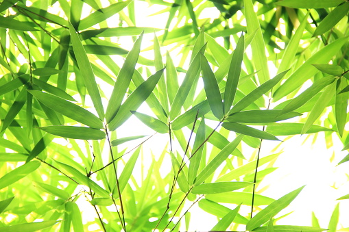 Bamboo leaves in the sunlight