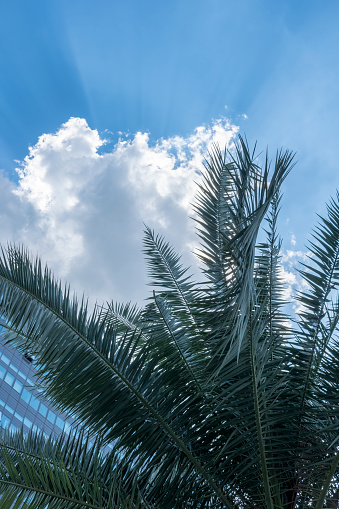 Palm trees under blue sky and white clouds