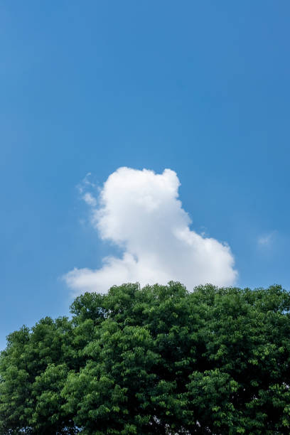 istock The crown under the blue sky and white clouds 1423122142