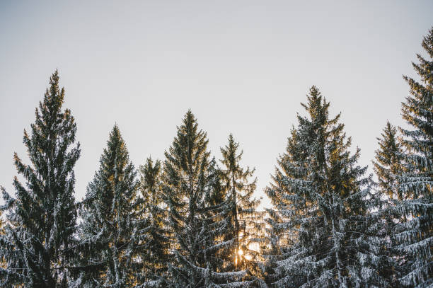 istock Winter Snow Covering Evergreen Pine Tree Woods Forest Landscape 1423122210