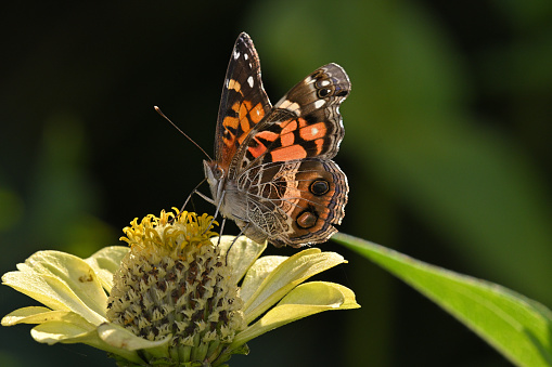 Closeup of a Gulf Fritillary butterfly feeding on red tubular flowers in a Florida garden