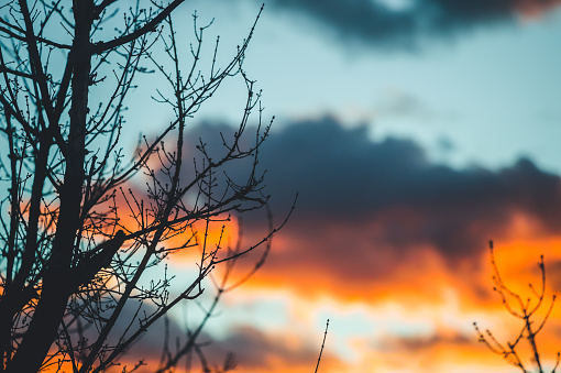 Tree silhouette against burning sunset