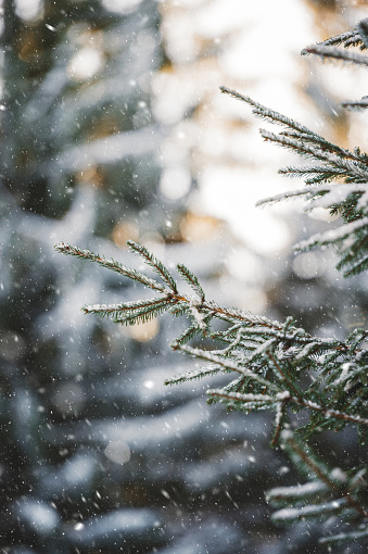 Winter background with frozen pine branches and falling snowflakes