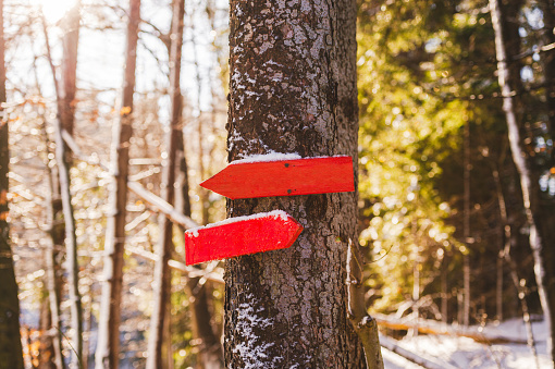 Pine trees with red direction markings for hikers covered with fresh fallen snow in winter mountain forest