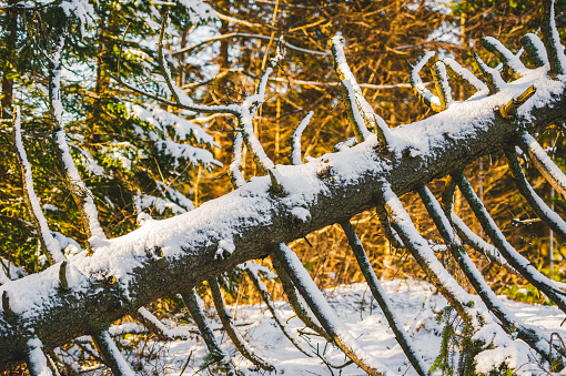 Fallen Spruce Tree in Winter