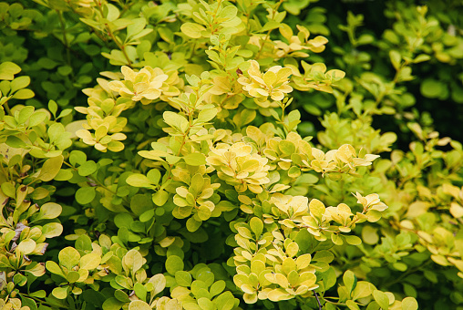 Berberis thunbergii - Japanese barberry shrub with yellow green foliage in spring