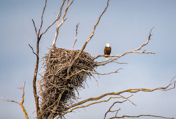 Eagle and nest stock photo