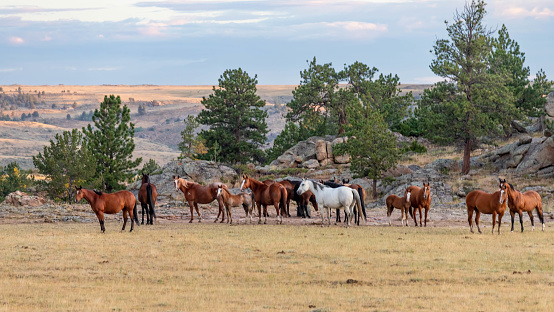 Herd of horses in mountain pasture