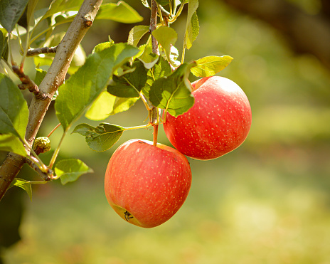Apples hanging on apple tree