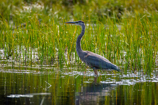 Big bird is hunting in shallow water