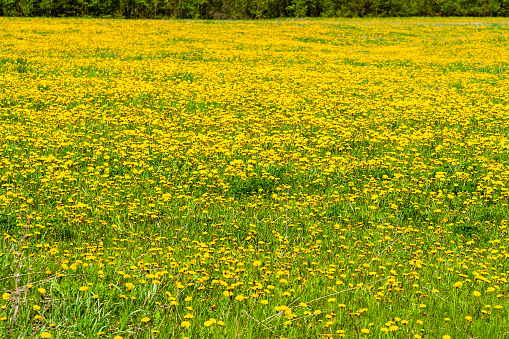 Summer field of blooming dandelions. A beautiful yellow field of profusely blooming dandelions.