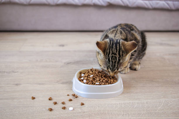 猫はボウルから乾いた食べ物と丸薬を食べます。 - nutritional supplement pill eating food ストックフォトと画像