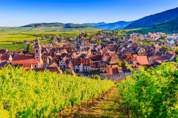 Riquewihr, France. Landscape with vineyards near the historic village. The Alsace Wine Route.