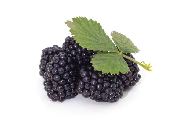 istock Blackberry berries and leaves. 1423136273