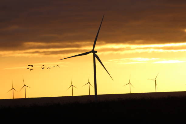Wind turbines with a sunset background and flying birds. Orange sky