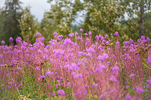 Fireweed in foreground of forest