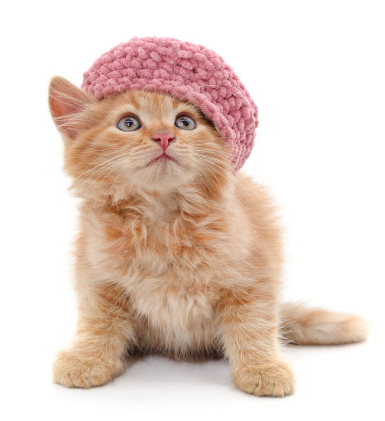 istock Cat in a pink beret. 1423138845