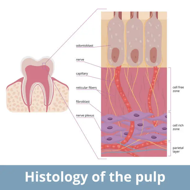 Vector illustration of Histology of the pulp