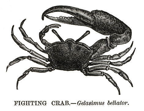 Woodcut of fighting crab or belligerent fiddler crab, Tubuca bellator (synonym of Gelasimun bellator).  Published in 1885.