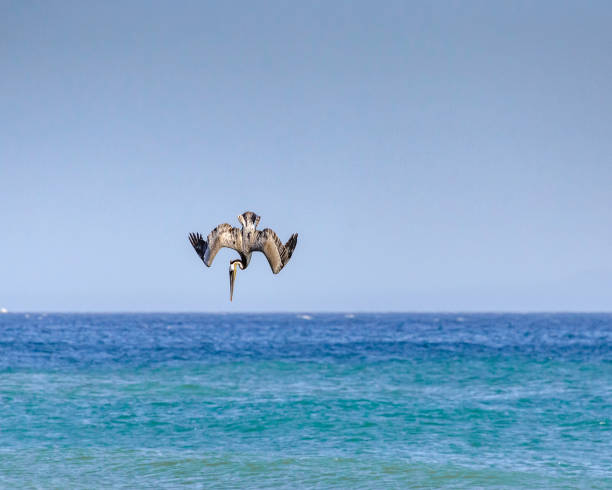 A Brown Pelican Dives in the Pacific Ocean. A Brown Pelican (Pelecanus occidentalis) dives into the Pacific Ocean off the coast of Refugio State Beach near Goleta, CA. brown pelican stock pictures, royalty-free photos & images