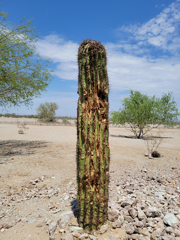 Arizona Saguaro cactus with real life damage to its ribs with thorny spines standing upright in the arid South Western desert