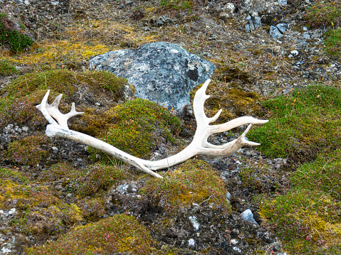 White sun bleached reindeer antlers seen at arctic landscape on Barentsoya Island. Grass and moss background. Svalbard, Norway.
