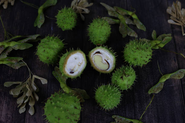 green chestnut on branches, studio photo - chestnut food nut fruit imagens e fotografias de stock