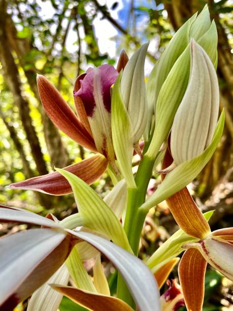 on a hike on maui, hi - u.s.a. - march 2021. un phaius tankervilleae, comúnmente conocido como la orquídea de pantano mayor, lirio de pantano, orquídea de pantano, orquídea de capucha de monja, orquídea de monja, orquídea velada, orquídea de pantano de lady tankerville, crece en el interior de