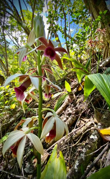 on a hike on maui, hi - u.s.a. - march 2021. un phaius tankervilleae, comúnmente conocido como la orquídea de pantano mayor, lirio de pantano, orquídea de pantano, orquídea de capucha de monja, orquídea de monja, orquídea velada, orquídea de pantano de lady tankerville, crece en el interior de