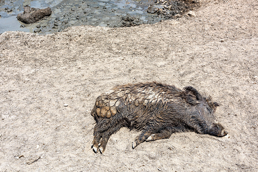 A wild pig sleeping on the mud in Rhodes, Greece.