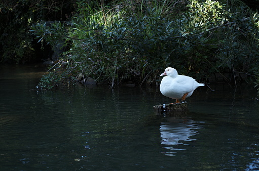 White domestic duck, 