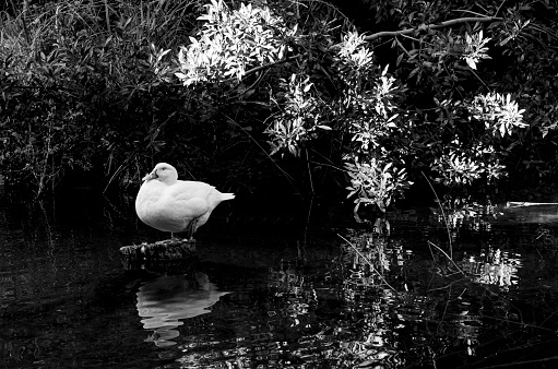 goose in a pond