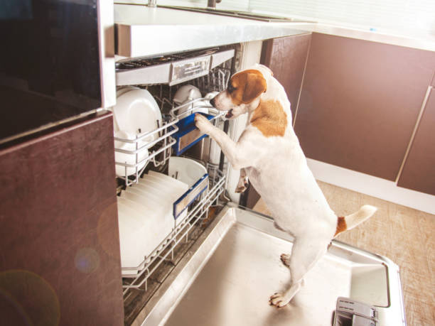 Dog licking dishes in the dishwasher Dog licking dishes in the dishwasher. Fun pet. Humour dog dishwasher stock pictures, royalty-free photos & images