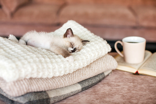 Cat relaxing on knitted plaid near book and cup of tea. Autumn or winter concept. Lifestyle details in home interior of living room