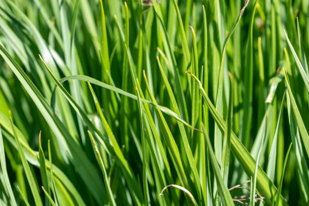 istock Close up of grass blades 1423151711